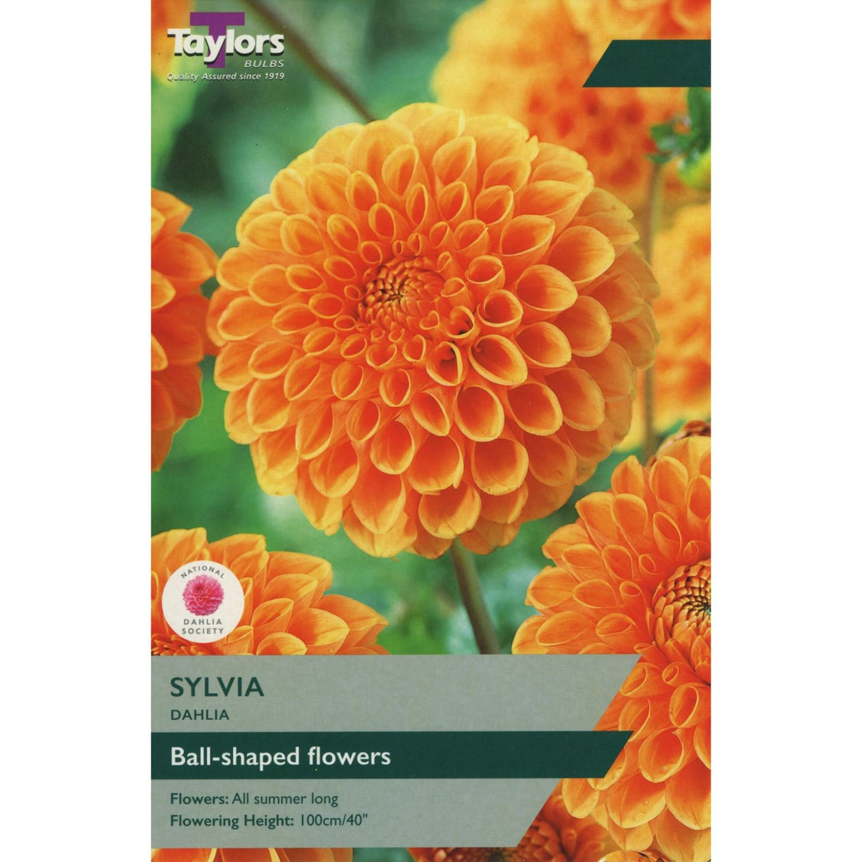 Taylors 1 Dahlia Sylvia Tuber
