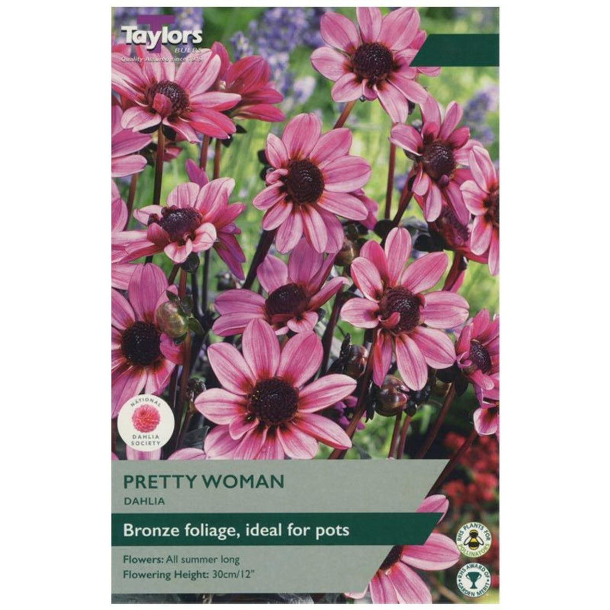Taylors 1 Dahlia Pretty Woman Tuber