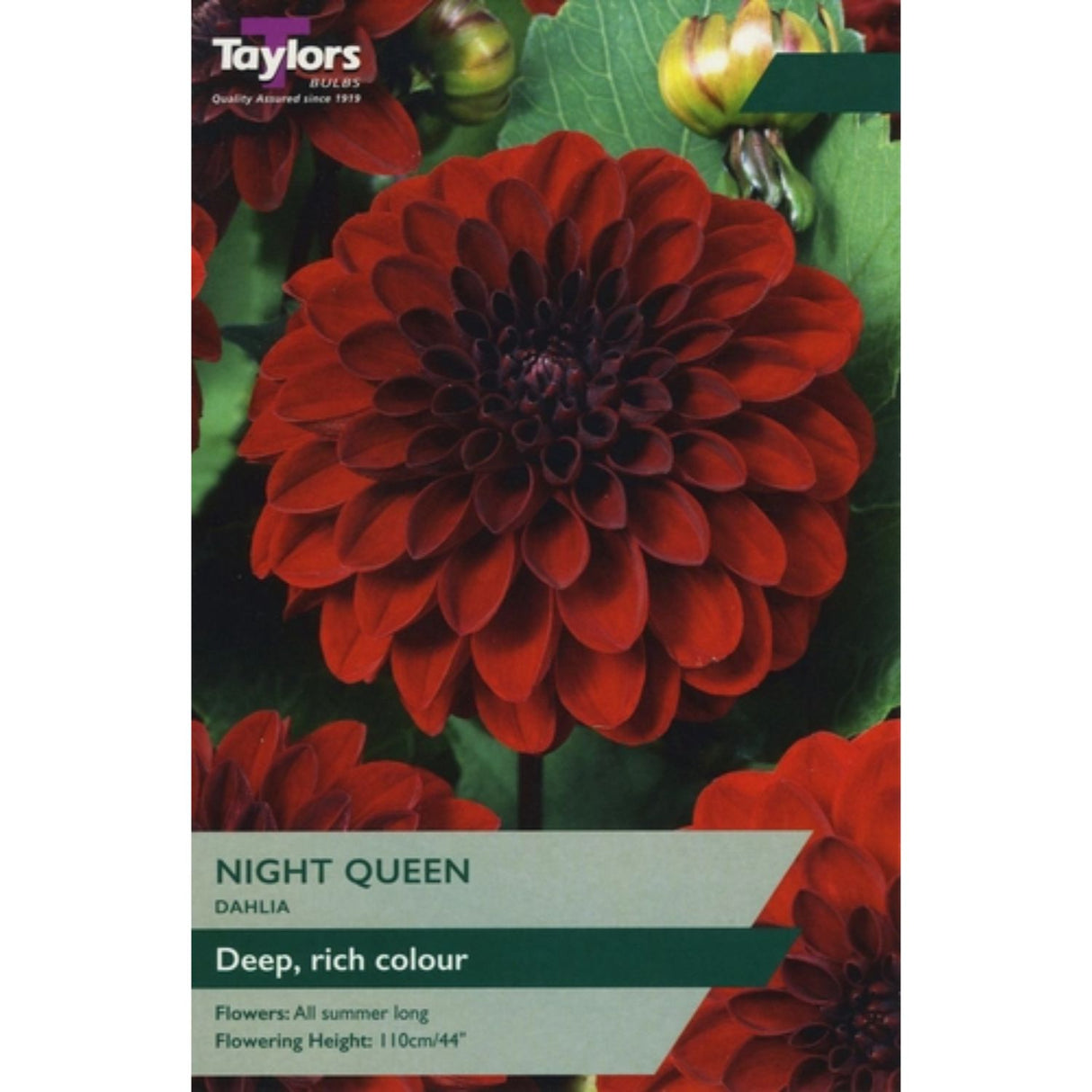 Taylors 1 Dahlia Night Queen Tuber
