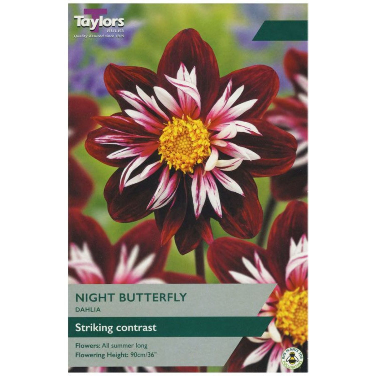 Taylors 1 Dahlia Night Butterfly Tuber