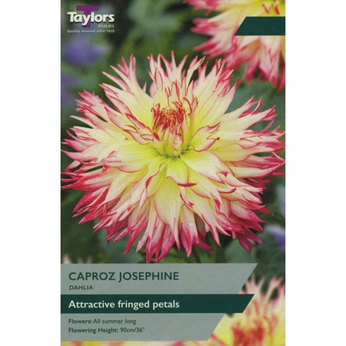 Taylors 1 Dahlia Caproz Josephine Tuber