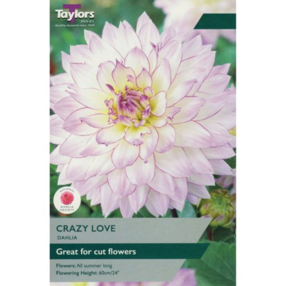 Taylors 1 Dahlia Crazy Love Tuber