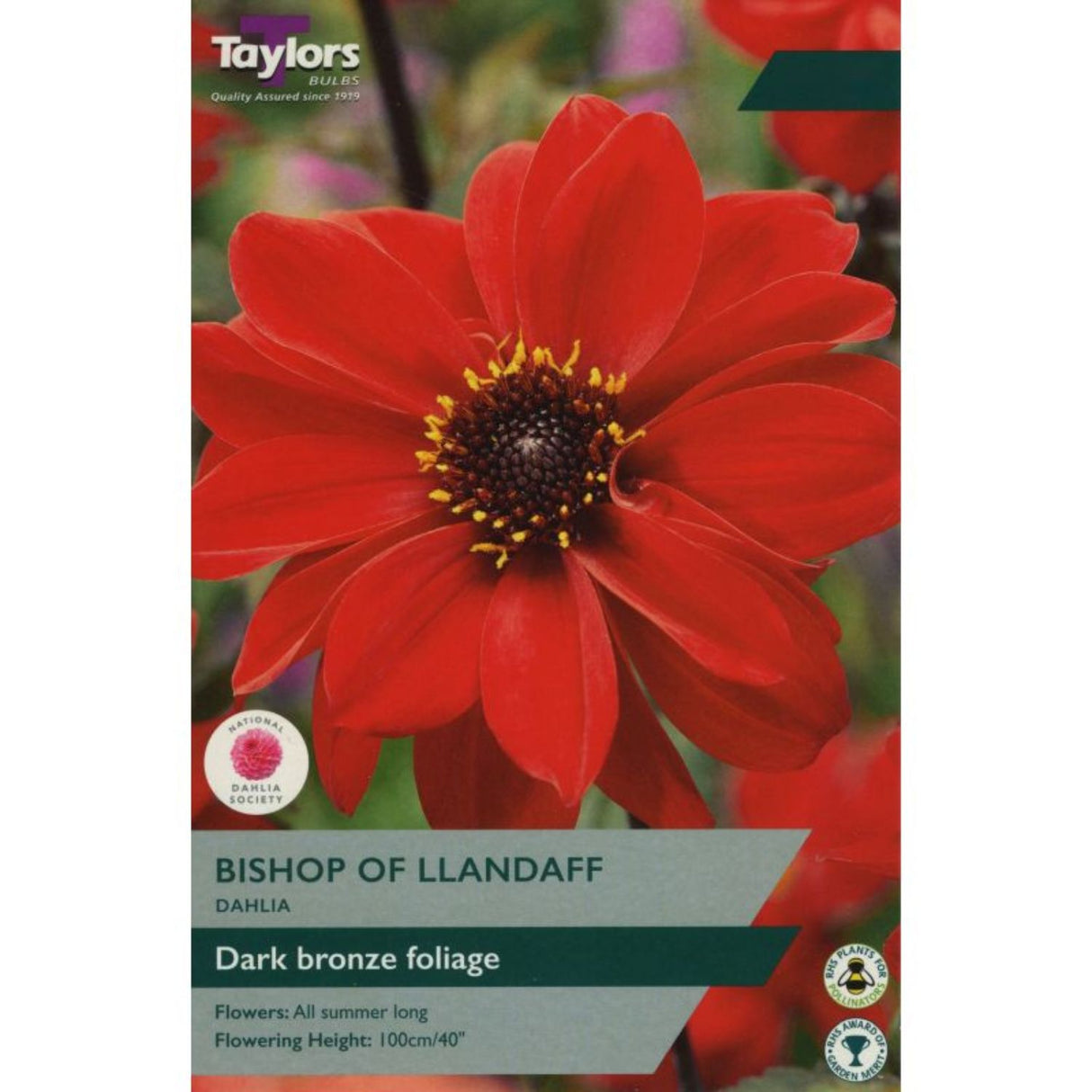 Taylors 1 Dahlia Bishop of Llandaff Tuber