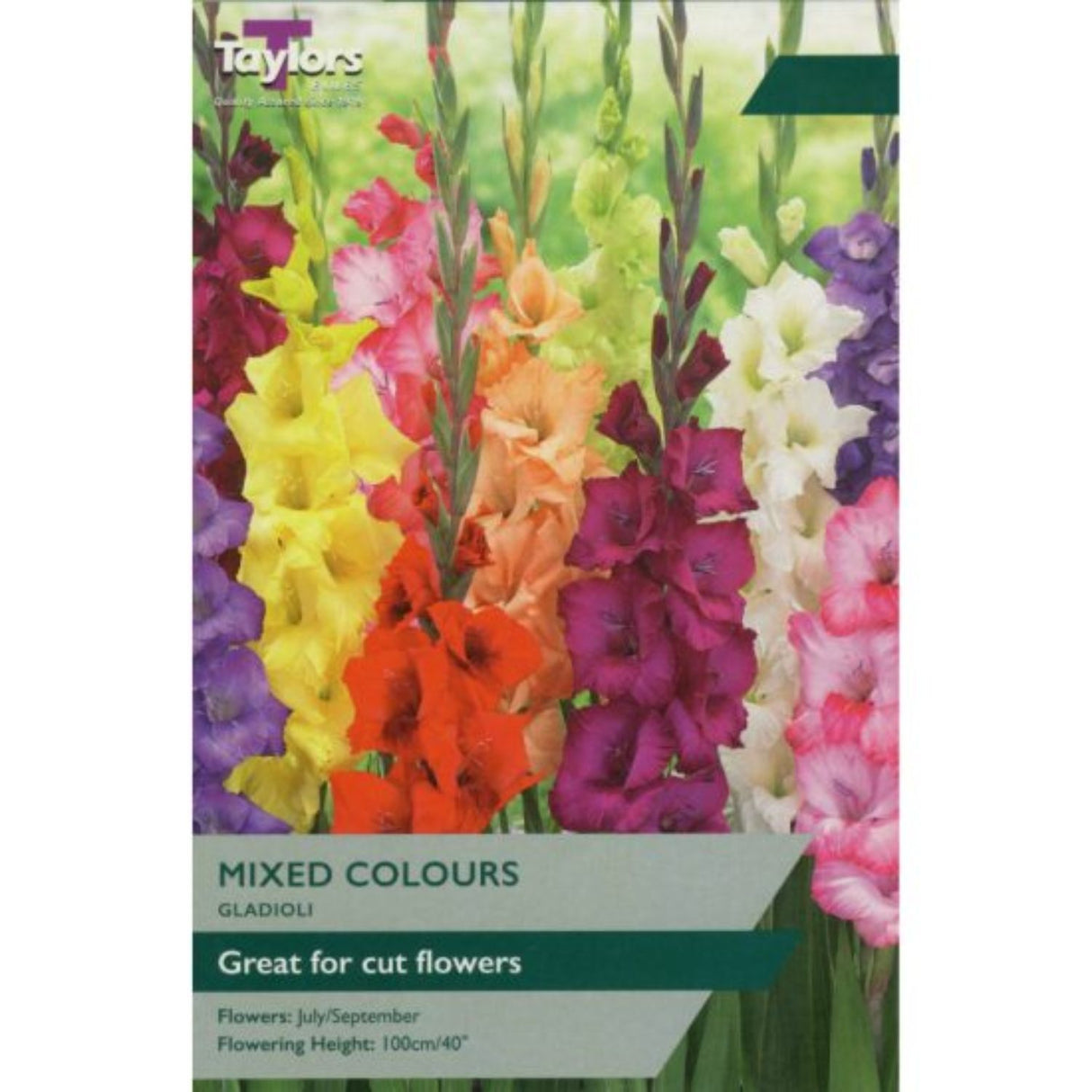 Taylors 10 Gladioli Mixed Coloured Summer Flowering Bulbs