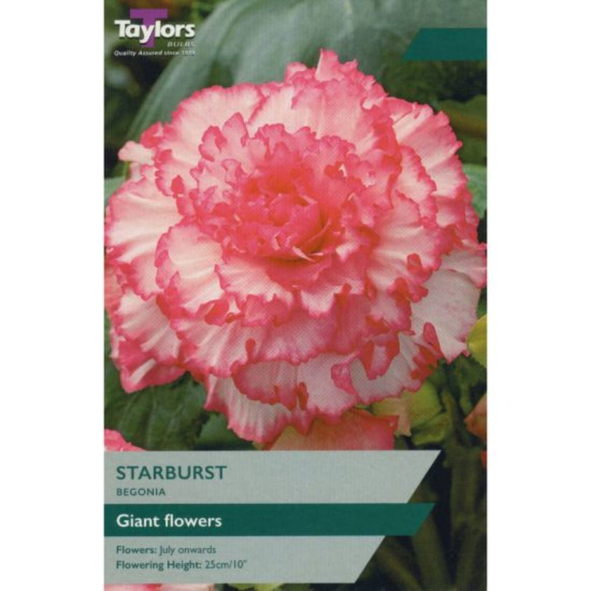 Taylors 3 Begonia Starburst Tubers