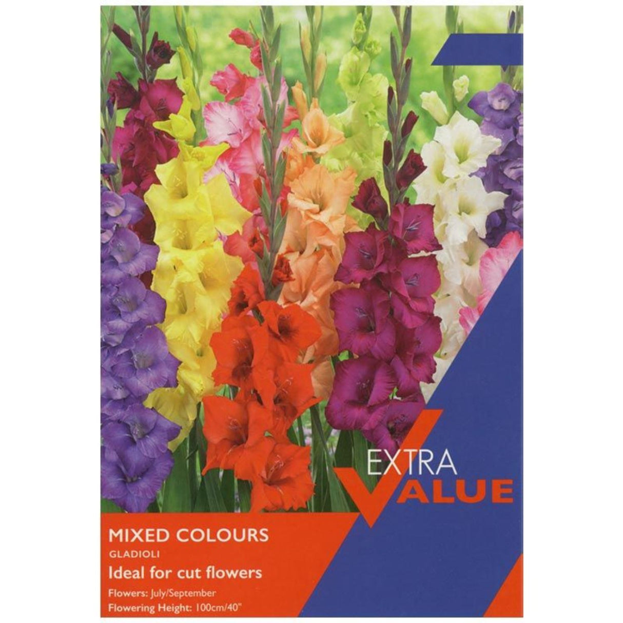 Taylors 40 Gladioli Mixed Colours Bulbs