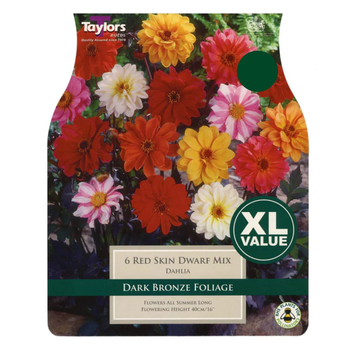 Taylors 6 Red Skin Dwarf Mixed Dahlia Tubers