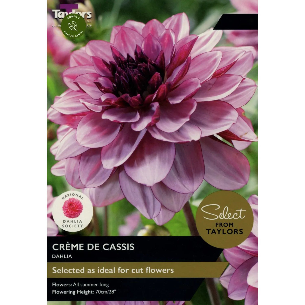 Taylors Select 2 Dahlia Creme De Cassis Tubers