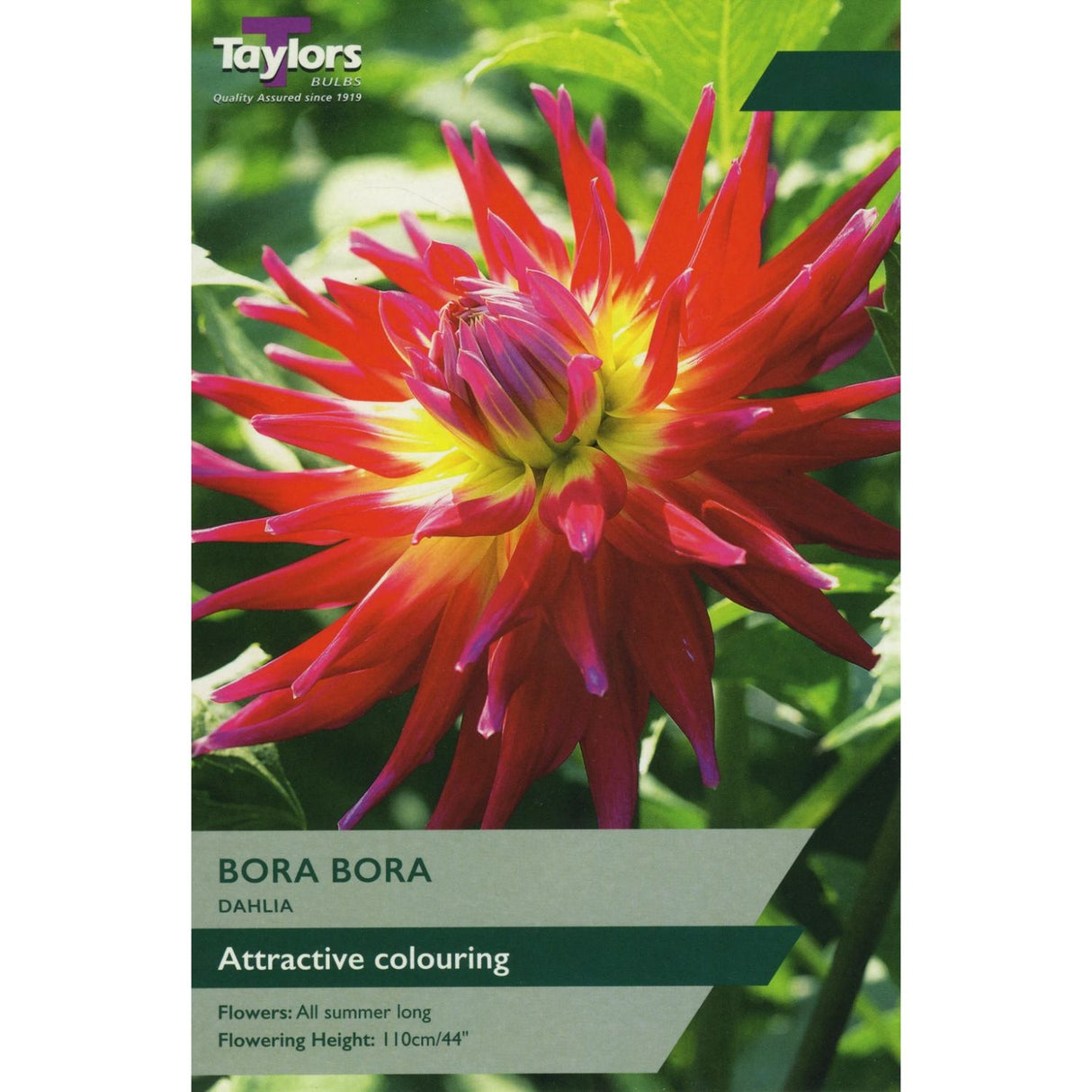 Taylors 1 Dahlia Bora Bora Tuber