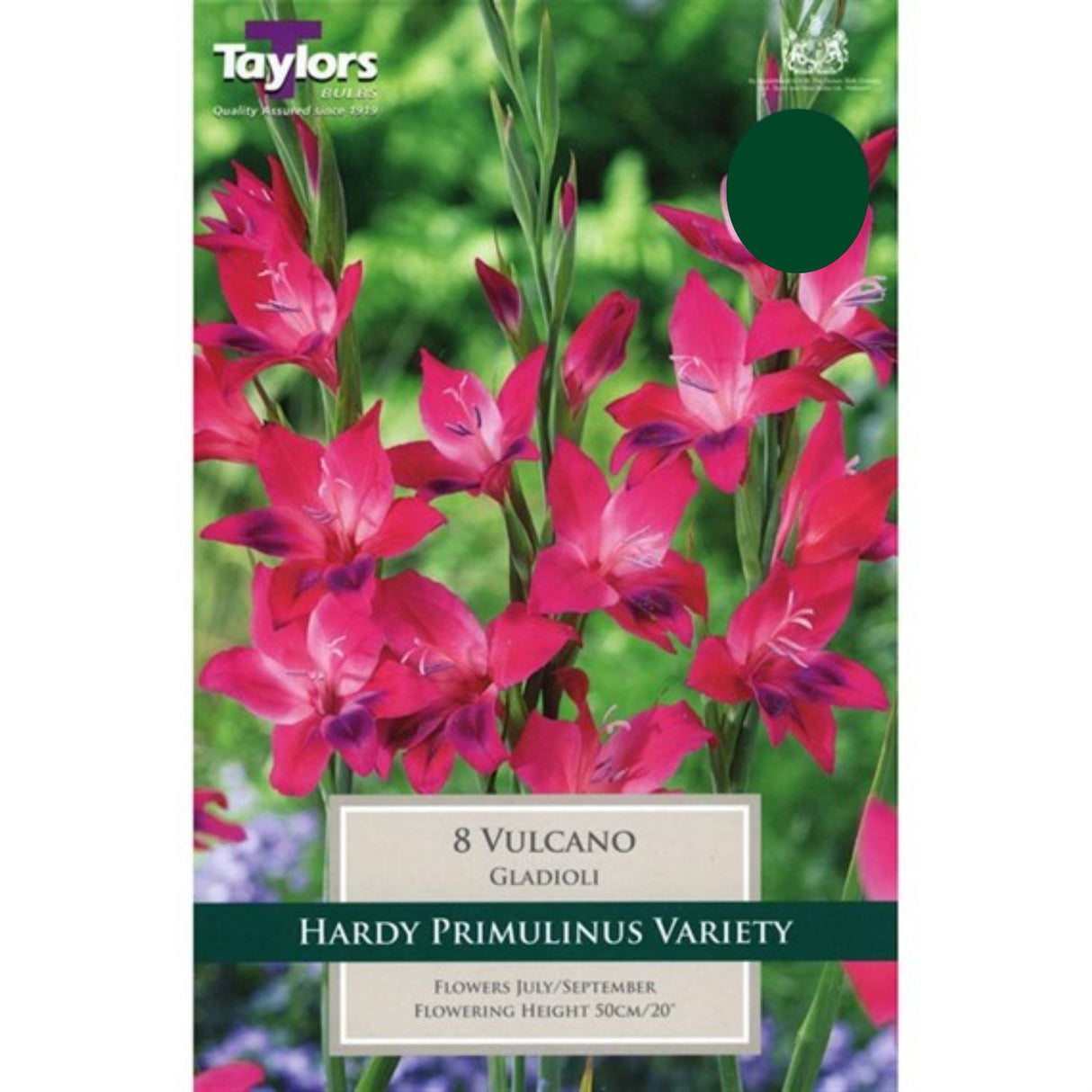 Taylors 8 Gladioli Vulcano Corms