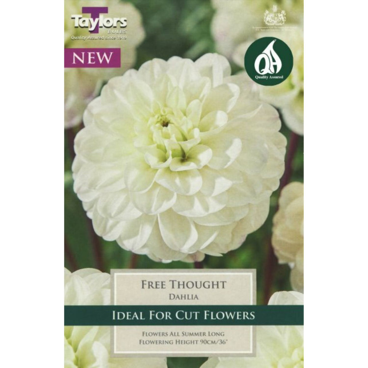 Taylors 1 Dahlia 'Free Thought' Tuber