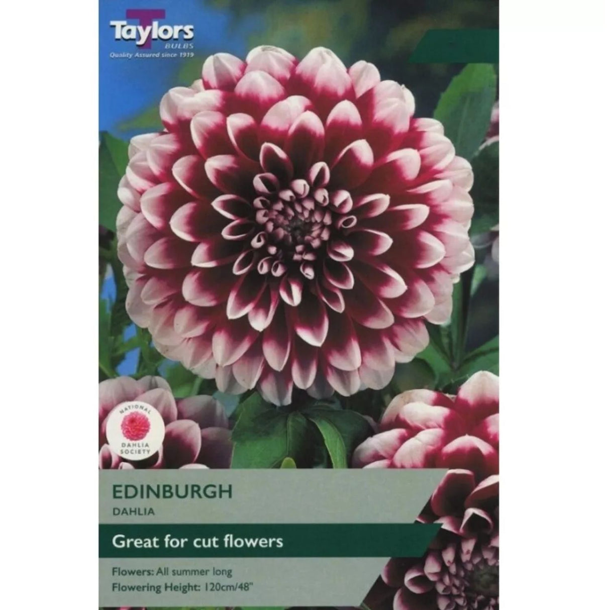 Taylors 1 Dahlia Edinburgh Tuber