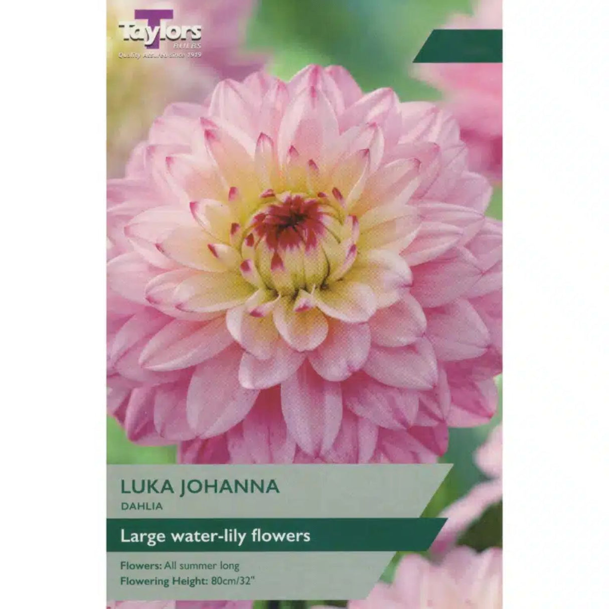 Taylors 1 Dahlia 'Lucca Johanna' Tuber