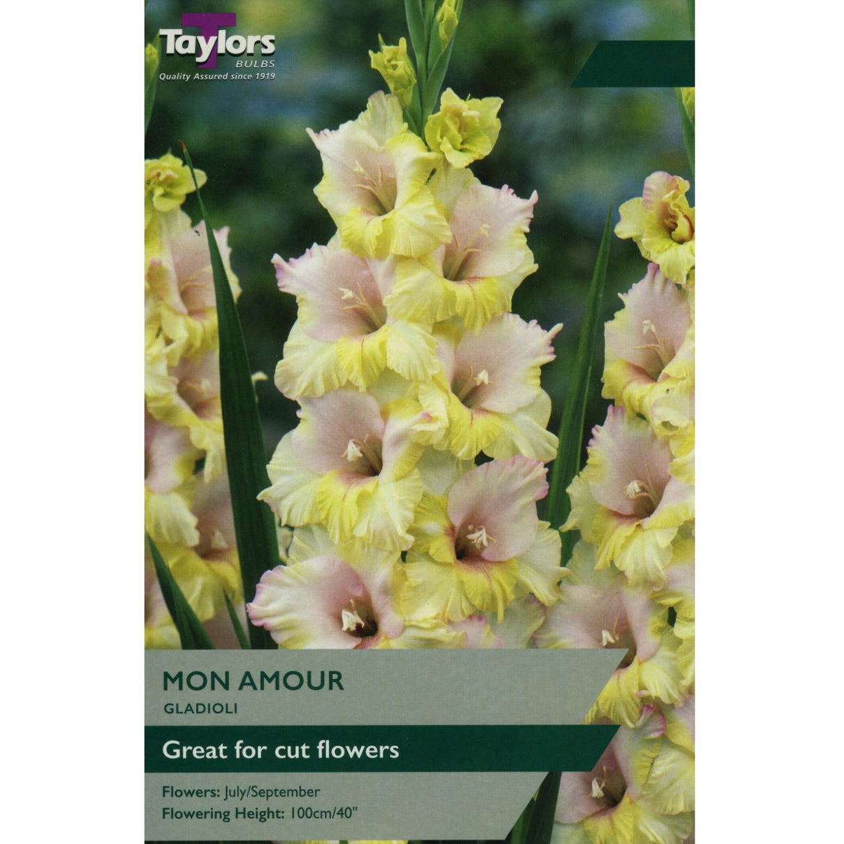 Taylors 10 Gladioli Mon Amour