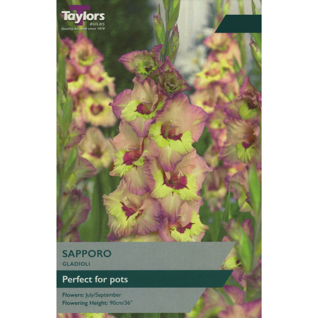 Taylors 10 Gladioli Sapporo