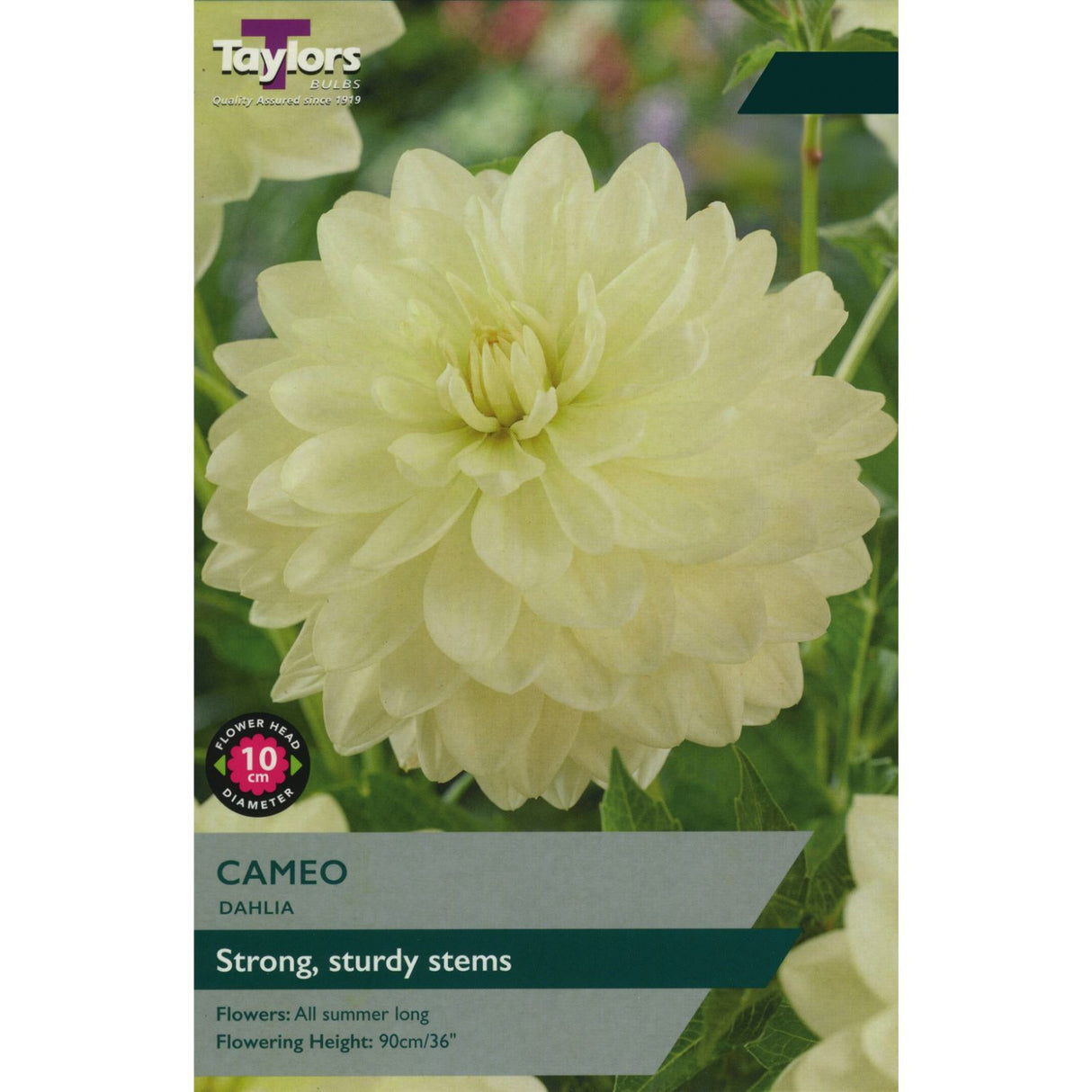 Taylors 1 Dahlia ' Cameo' Tuber