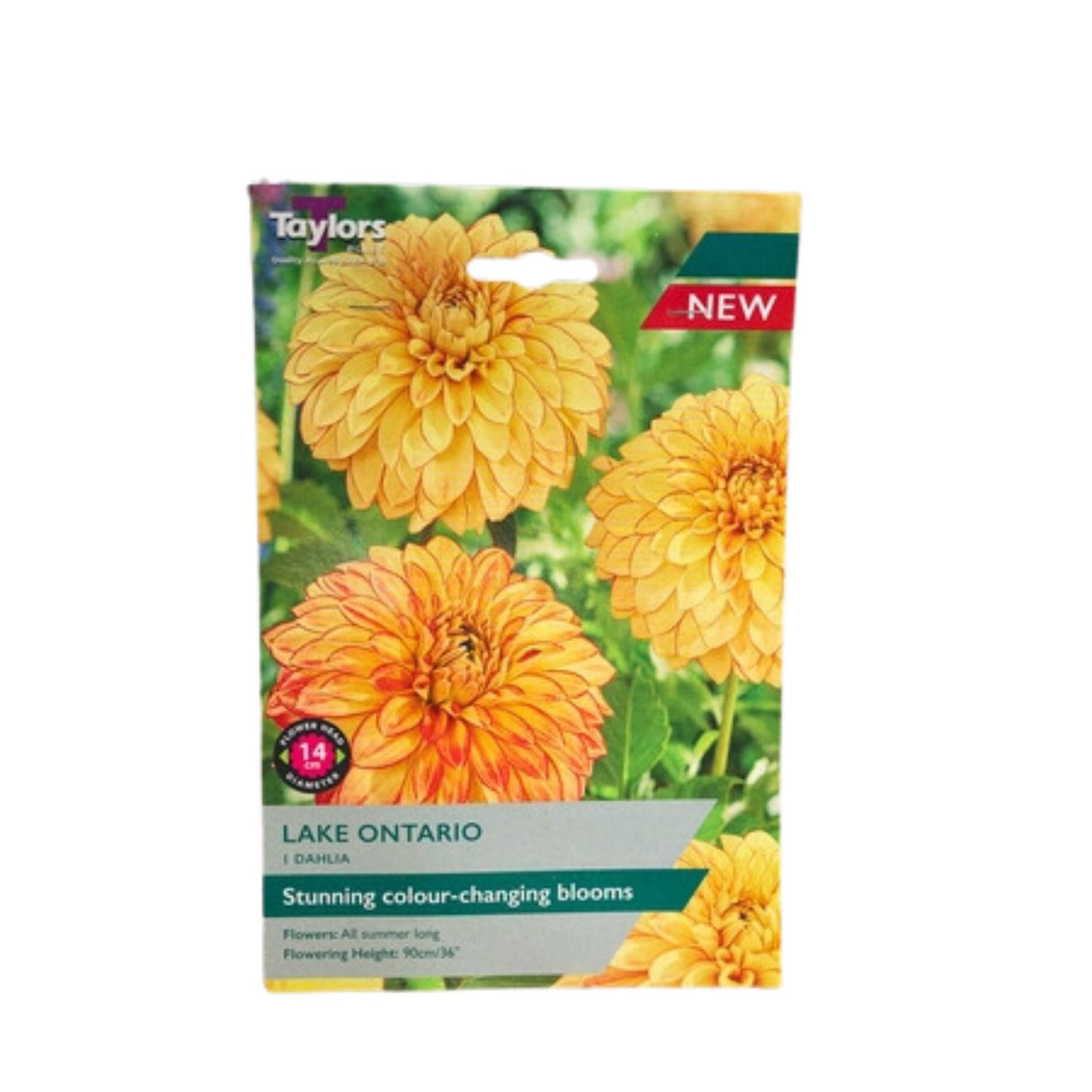 Taylors 1 Dahlia ' Lake Ontario' Tuber