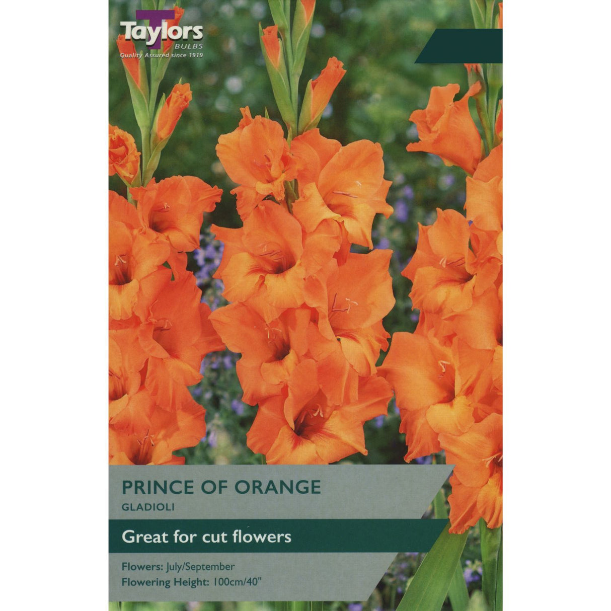 Taylors 10 Gladioli 'Prince of Orange' Bulbs