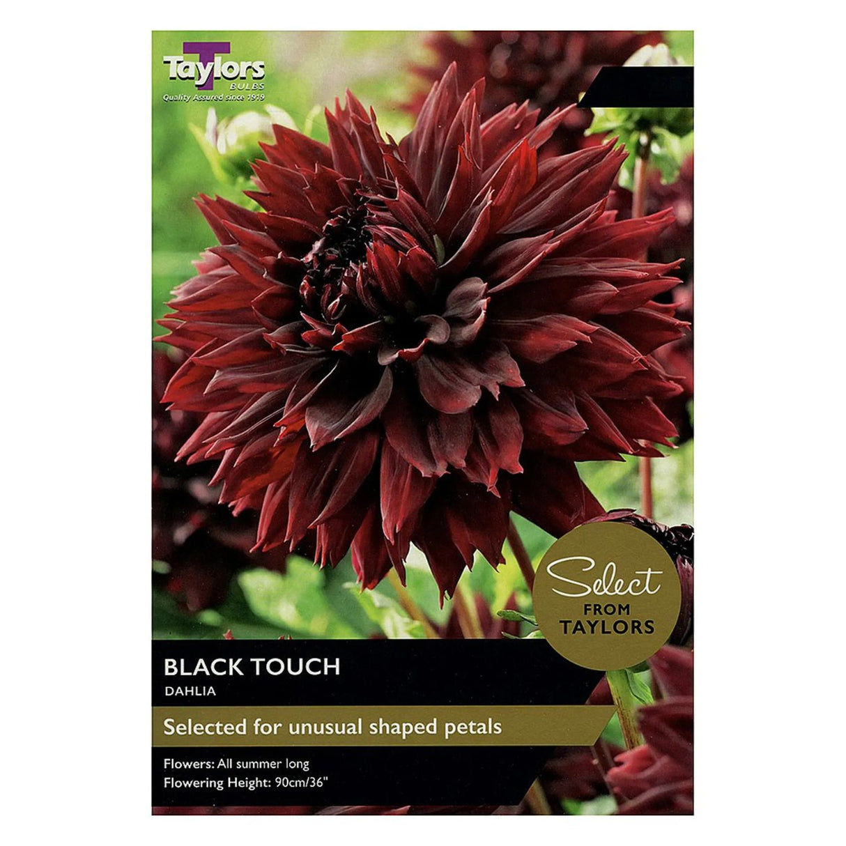 Taylors 2 Dahlia 'Black Touch' Bulbs