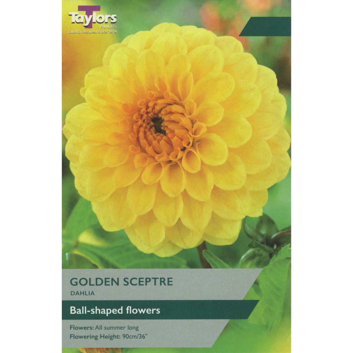 Taylors 2 Dahlia 'Golden Sceptre' Bulbs
