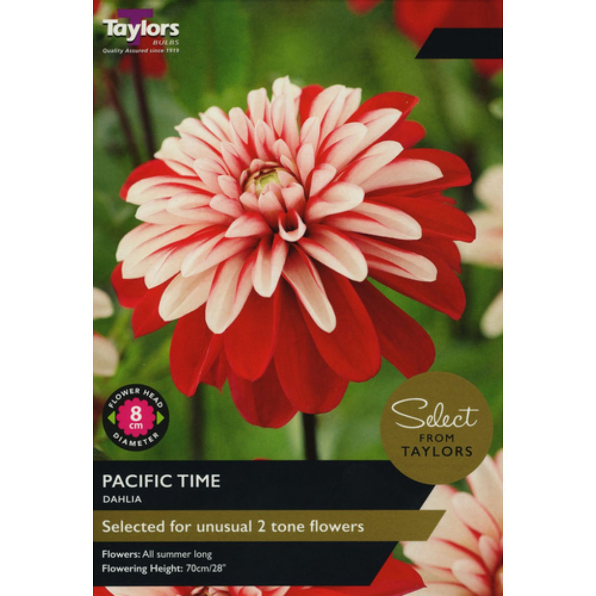 Taylors 2 Dahlia 'Pacific Time' Bulbs
