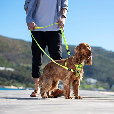 Rogz 75cm Control Harness Dayglo Large