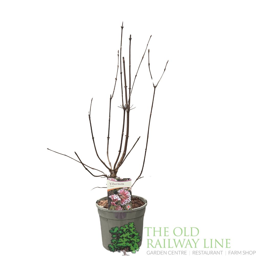 Viburnum × bodnantense 'Dawn' Arrowwood Plant 3Ltr Pot