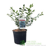 Sarcococca Confusa Sweet Box Plant 3Ltr Pot