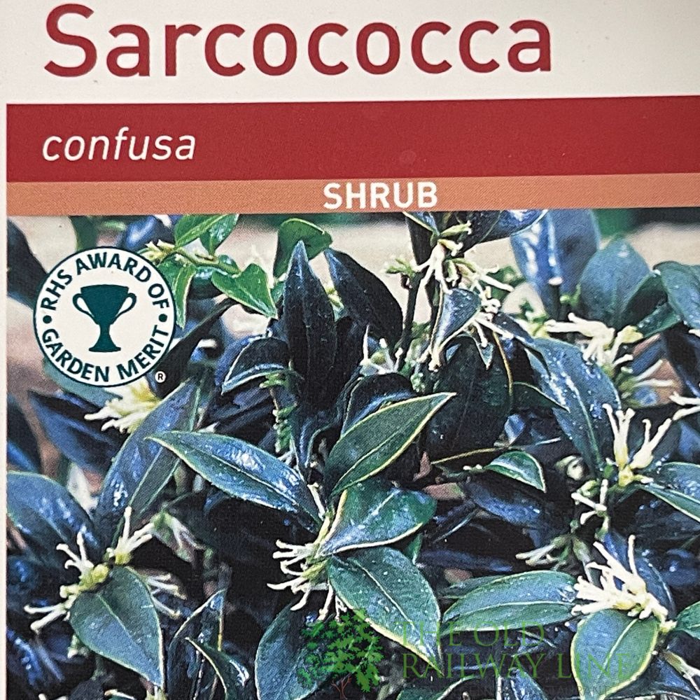 Sarcococca Confusa Sweet Box Plant 3Ltr Pot