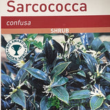 Sarcococca Confusa Sweet Box Plant 3Ltr Pot