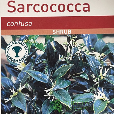 Sarcococca Confusa Sweet Box Plant 3Ltr Pot