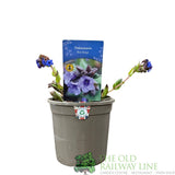 Pulmonaria 'Blue Ensign' Plant 2Ltr Pot