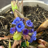 Pulmonaria 'Blue Ensign' Plant 2Ltr Pot