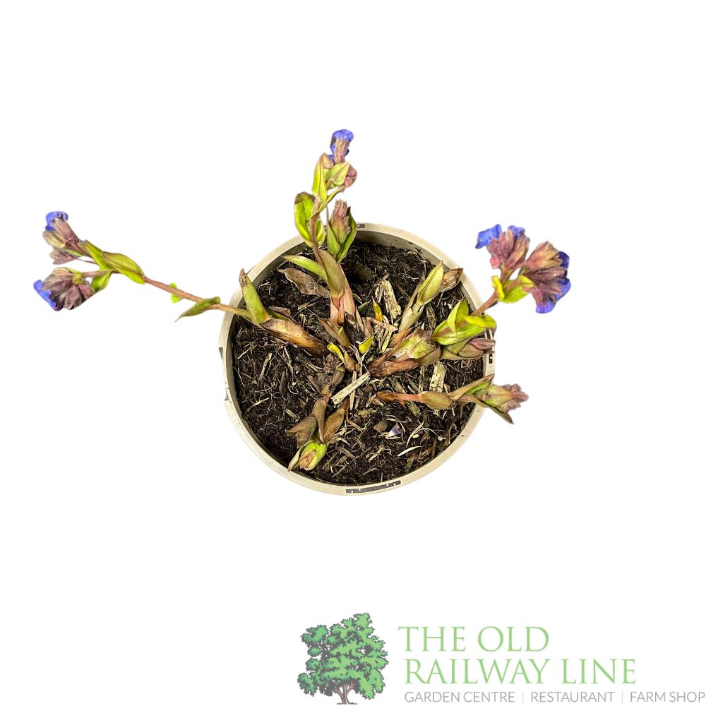 Pulmonaria 'Blue Ensign' Plant 2Ltr Pot