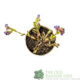 Pulmonaria 'Blue Ensign' Plant 2Ltr Pot