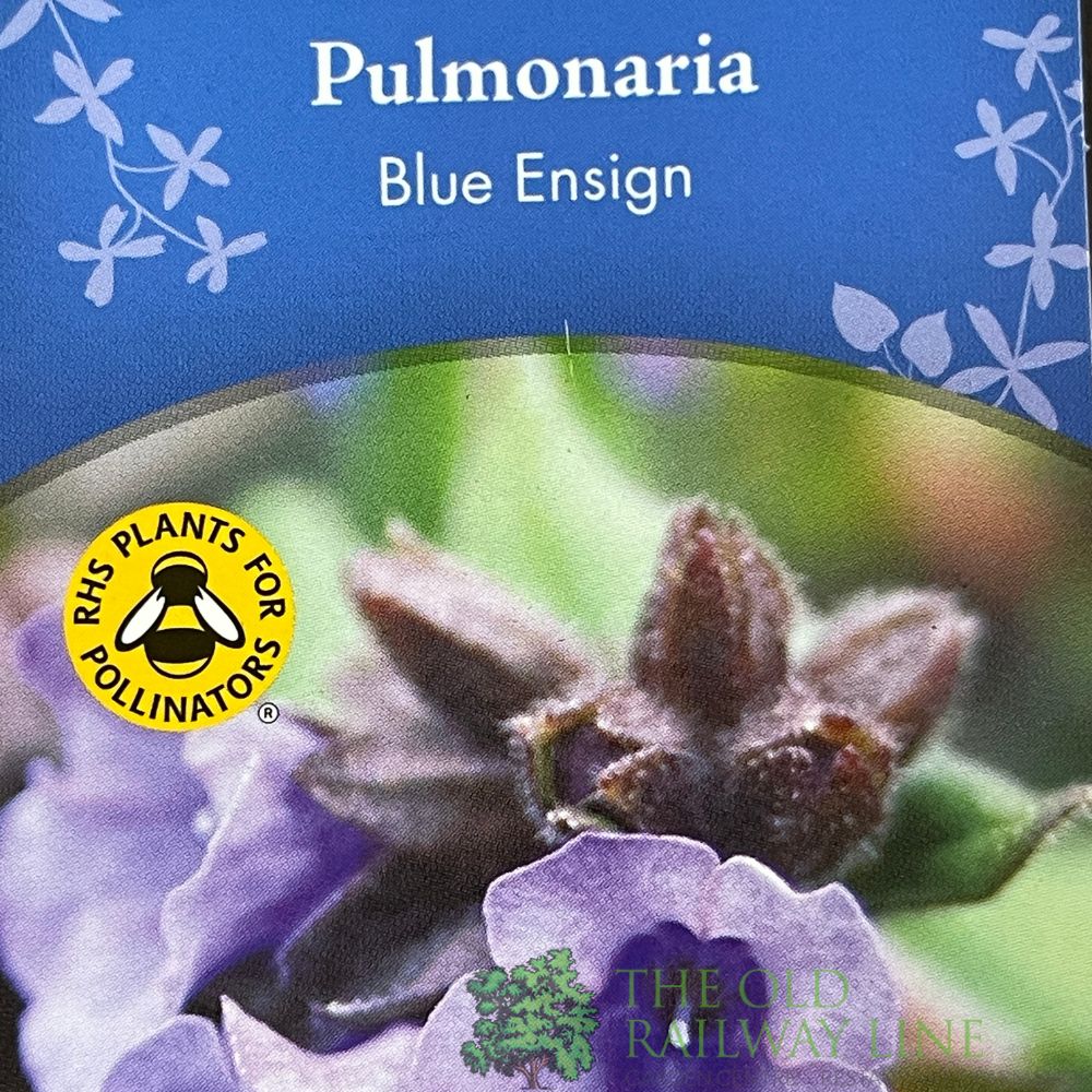 Pulmonaria 'Blue Ensign' Plant 2Ltr Pot