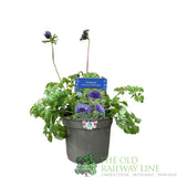 Anemone coronaria 'Harmony Double Blue' Plant 2Ltr Pot