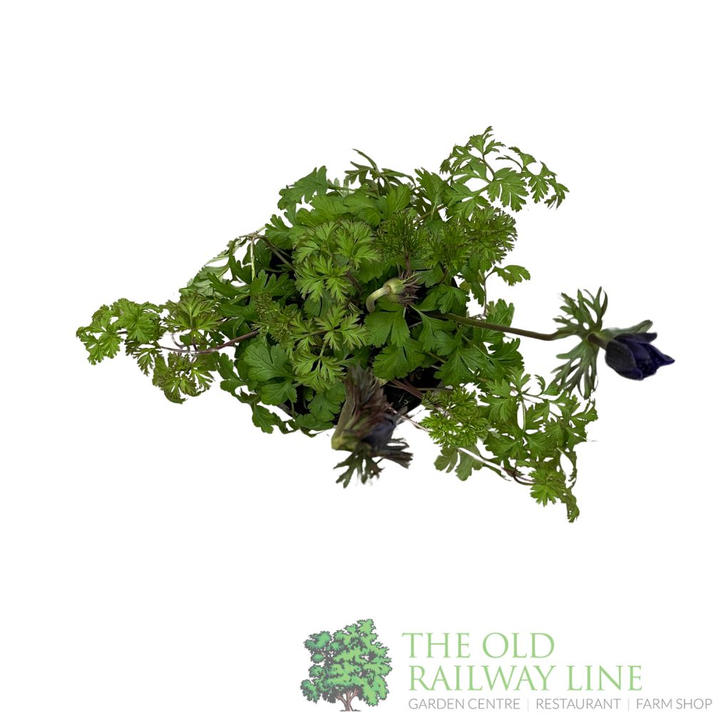 Anemone coronaria 'Harmony Double Blue' Plant 2Ltr Pot