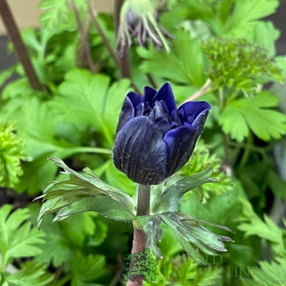 Anemone coronaria 'Harmony Double Blue' Plant 2Ltr Pot