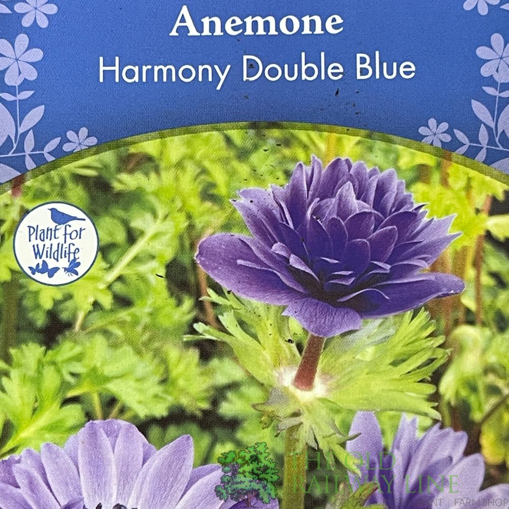 Anemone coronaria 'Harmony Double Blue' Plant 2Ltr Pot