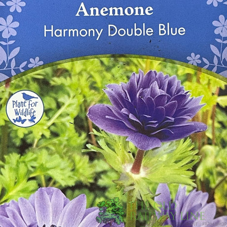 Anemone coronaria 'Harmony Double Blue' Plant 2Ltr Pot