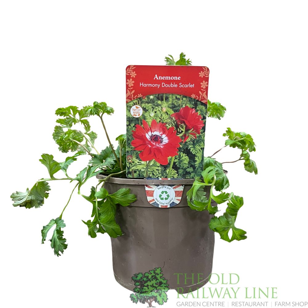 Anemone coronaria 'Harmony Double Scarlet' Plant 2Ltr Pot