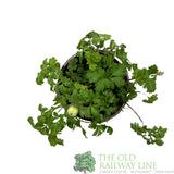 Anemone coronaria 'Harmony Double Scarlet' Plant 2Ltr Pot