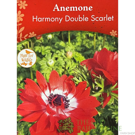 Anemone coronaria 'Harmony Double Scarlet' Plant 2Ltr Pot