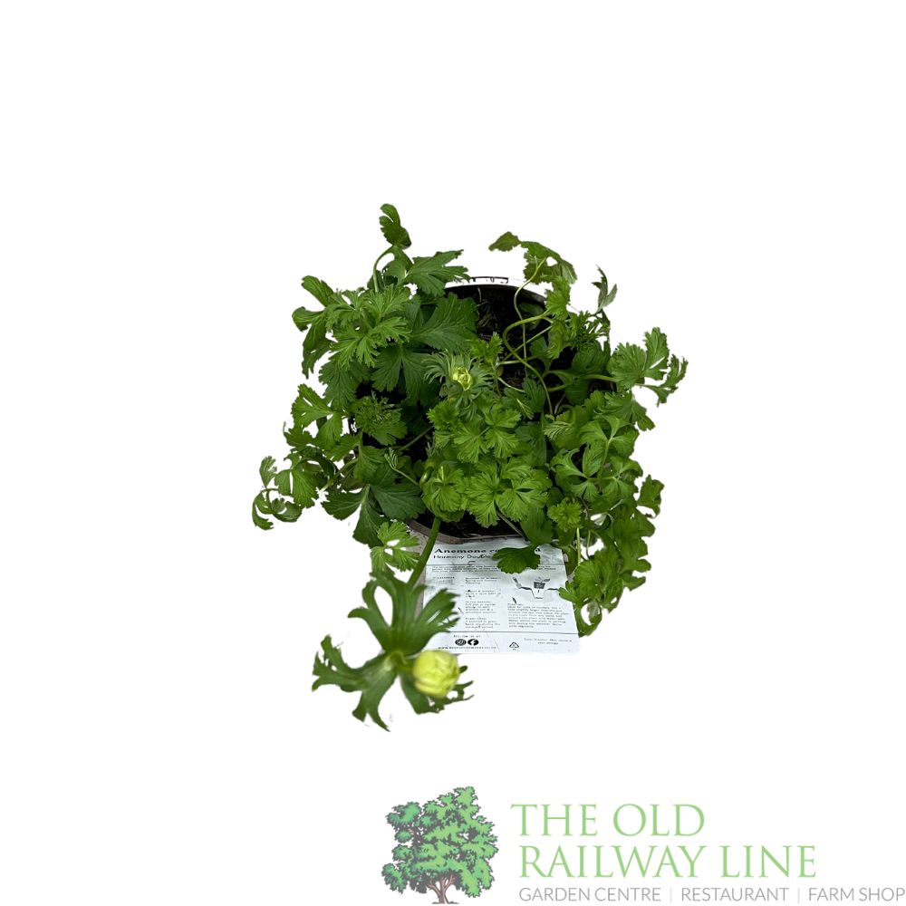 Anemone coronaria 'Harmony Double White' Plant 2Ltr Pot