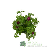 Anemone coronaria 'Harmony Double Rose' Plant 2Ltr Pot