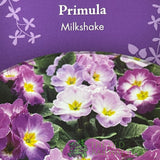 Primula vulgaris 'Milkshake' English Primrose 1Ltr Pot