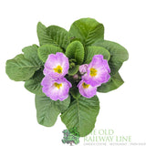 Primula vulgaris 'Milkshake' English Primrose 1Ltr Pot