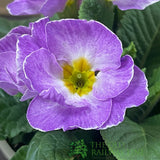 Primula vulgaris 'Milkshake' English Primrose 1Ltr Pot