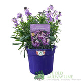 Erysimum 'Poem Lavender' Plant 1.5Ltr Pot